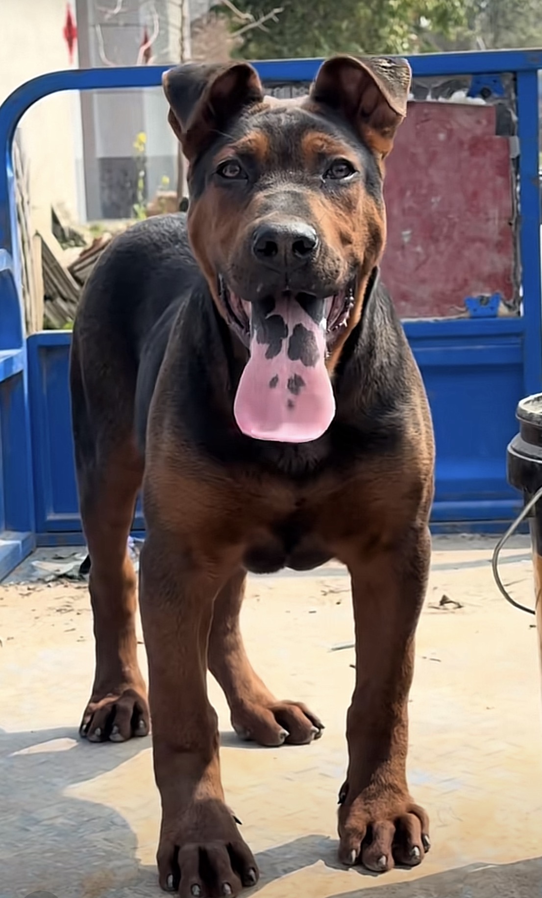 Laizhou Hong puppy