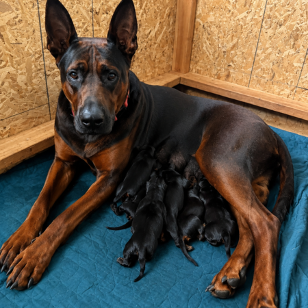 Litter Reservation Deposit - Tianlong x Azula