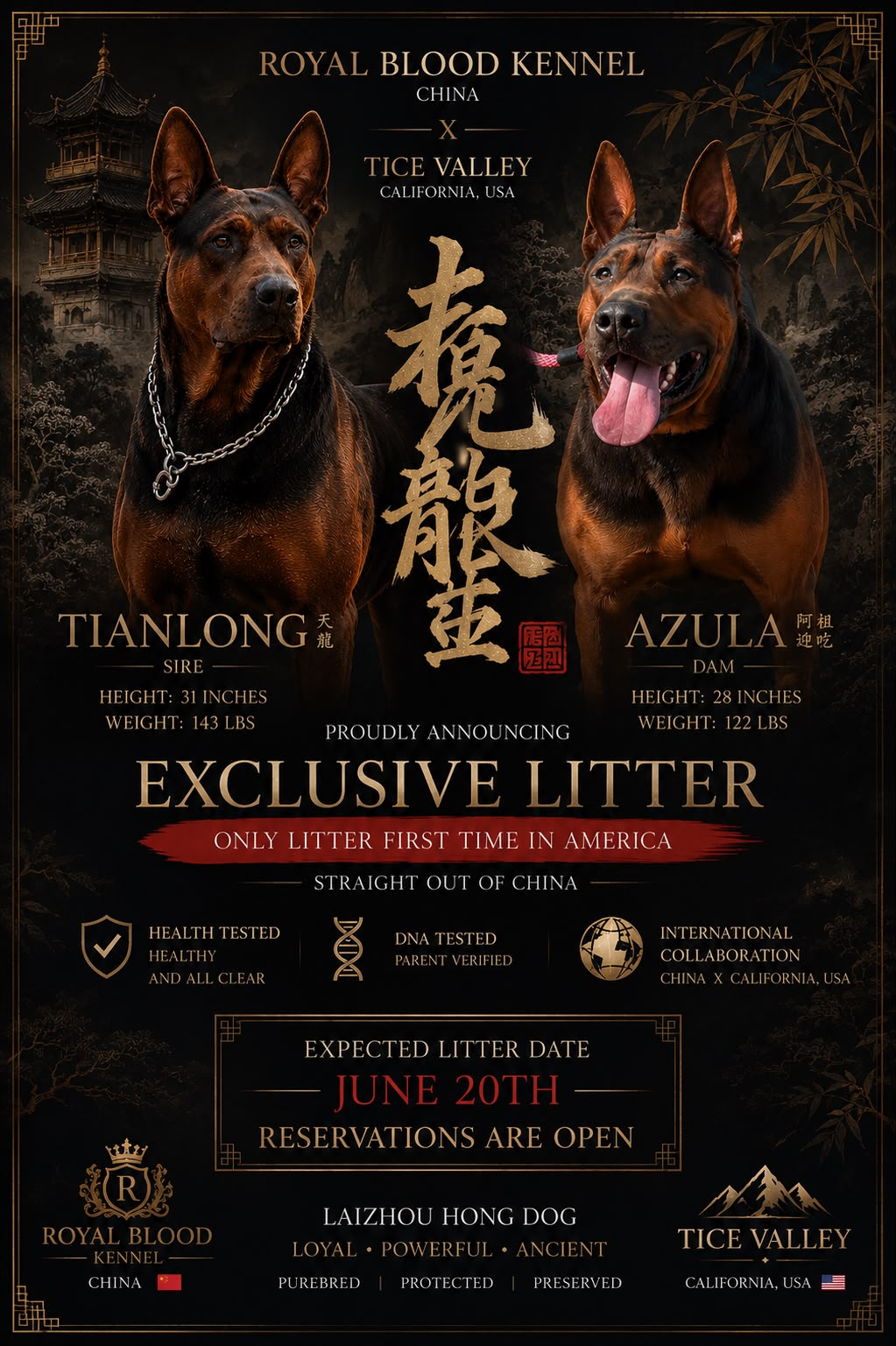 Exclusive Litter Announcement — Tianlong × Azula